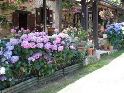 flowers on the b&b terrace