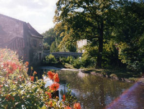 flowers in the Dordogne 2006